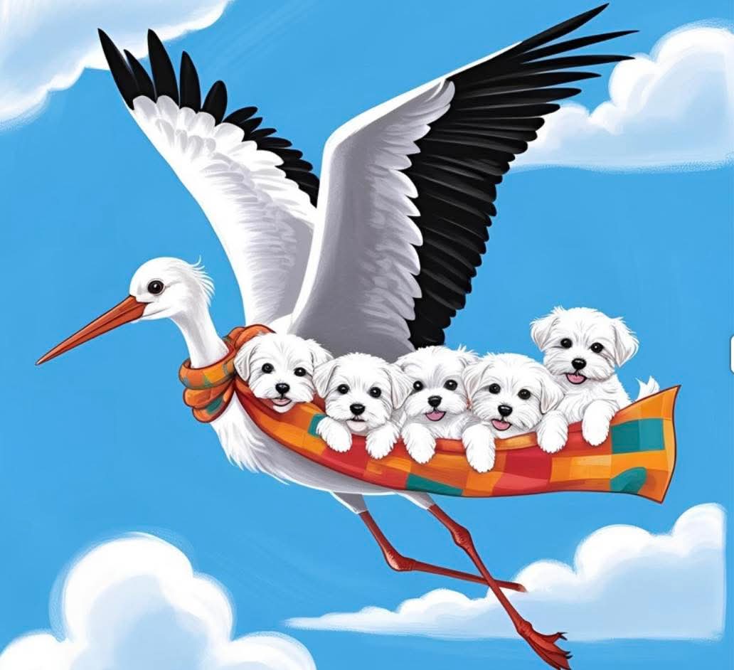 Planujemy piękny miot