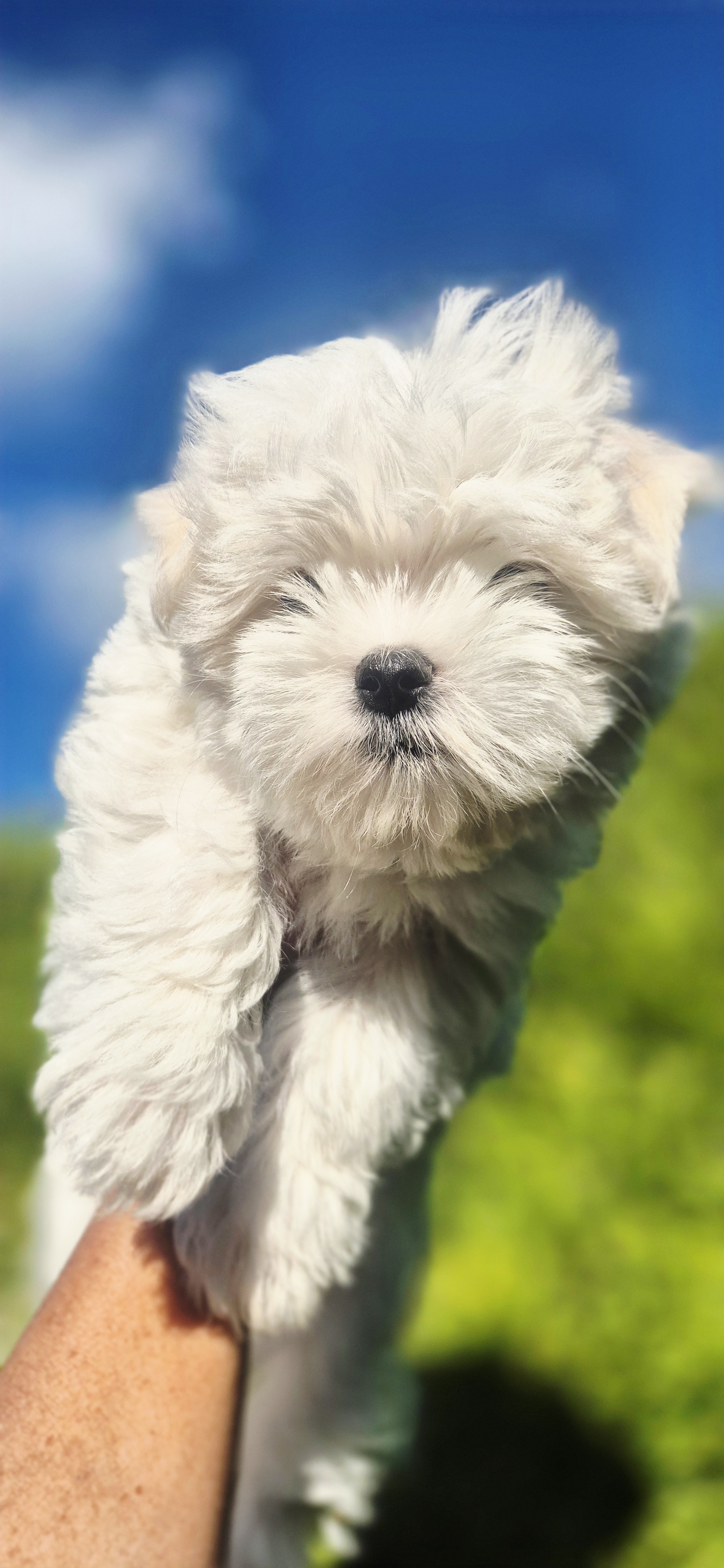 DANCE z Domku Pani Nutki FCI