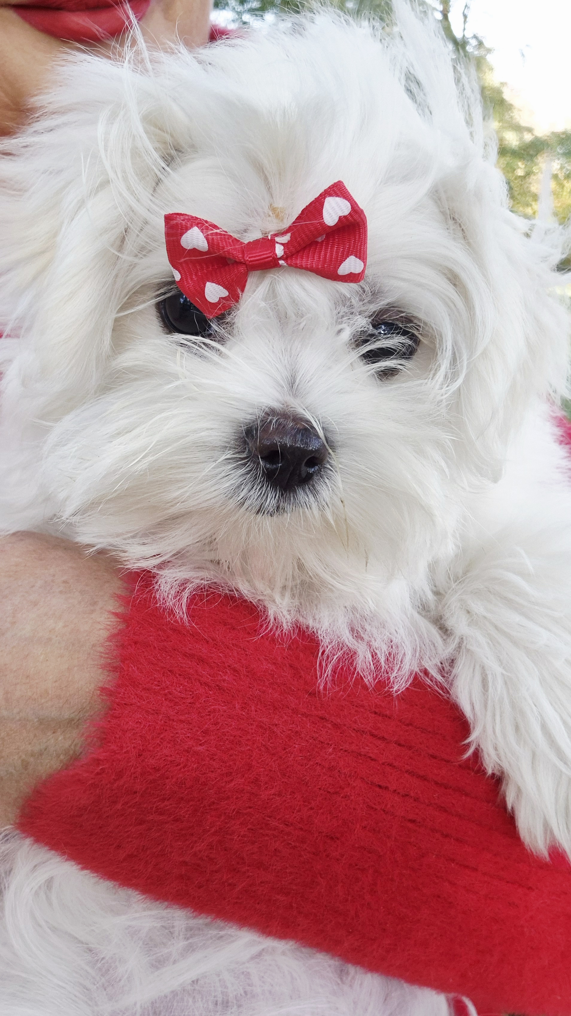 DAJANA z Domku Pani Nutki FCI